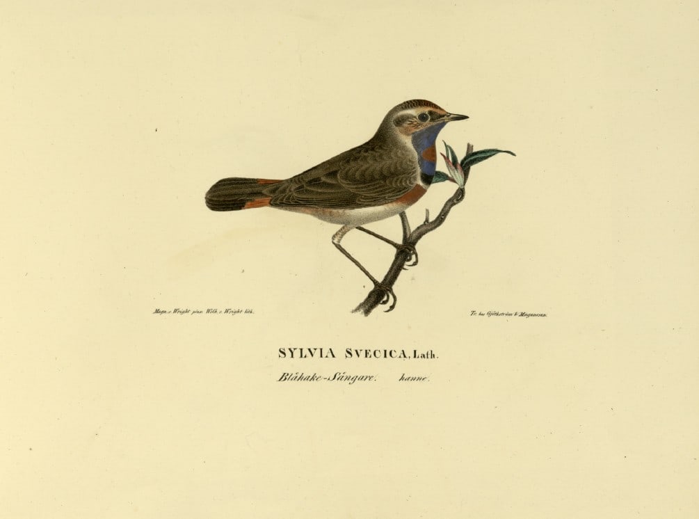M. von Wright - Folio lithograph of Bluethroat 1924: This hand-coloured lithograph is from Svenska f?glar efter naturen och p? sten ritade (Swedish birds after nature and drawn on stone) by Magnus, Wilhelm and Ferdinand von Wright. Published by Stockhol