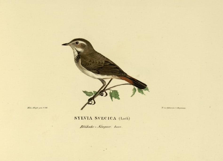 M. von Wright - Folio lithograph of female Nightingale 1924: This hand-coloured lithograph is from Svenska f?glar efter naturen och p? sten ritade (Swedish birds after nature and drawn on stone) by Magnus, Wilhelm and Ferdinand von Wright. Published by Stockhol