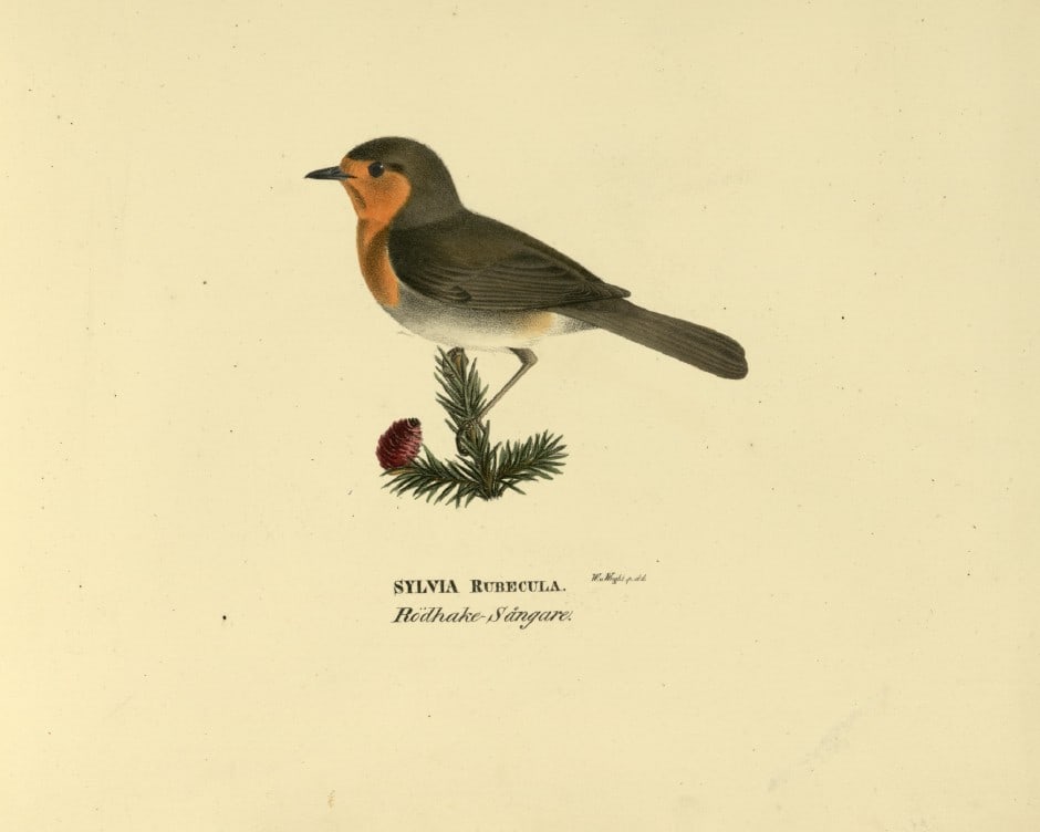 M. von Wright - Folio lithograph of Robin 1924: This hand-coloured lithograph is from Svenska f?glar efter naturen och p? sten ritade (Swedish birds after nature and drawn on stone) by Magnus, Wilhelm and Ferdinand von Wright. Published by Stockhol