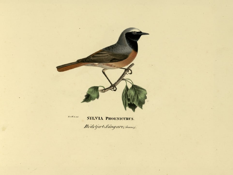 M. von Wright - Folio lithograph of male Redstart 1924: This hand-coloured lithograph is from Svenska f?glar efter naturen och p? sten ritade (Swedish birds after nature and drawn on stone) by Magnus, Wilhelm and Ferdinand von Wright. Published by Stockhol