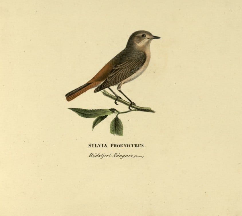 M. von Wright - Folio lithograph of female Redstart 1924: This hand-coloured lithograph is from Svenska f?glar efter naturen och p? sten ritade (Swedish birds after nature and drawn on stone) by Magnus, Wilhelm and Ferdinand von Wright. Published by Stockhol