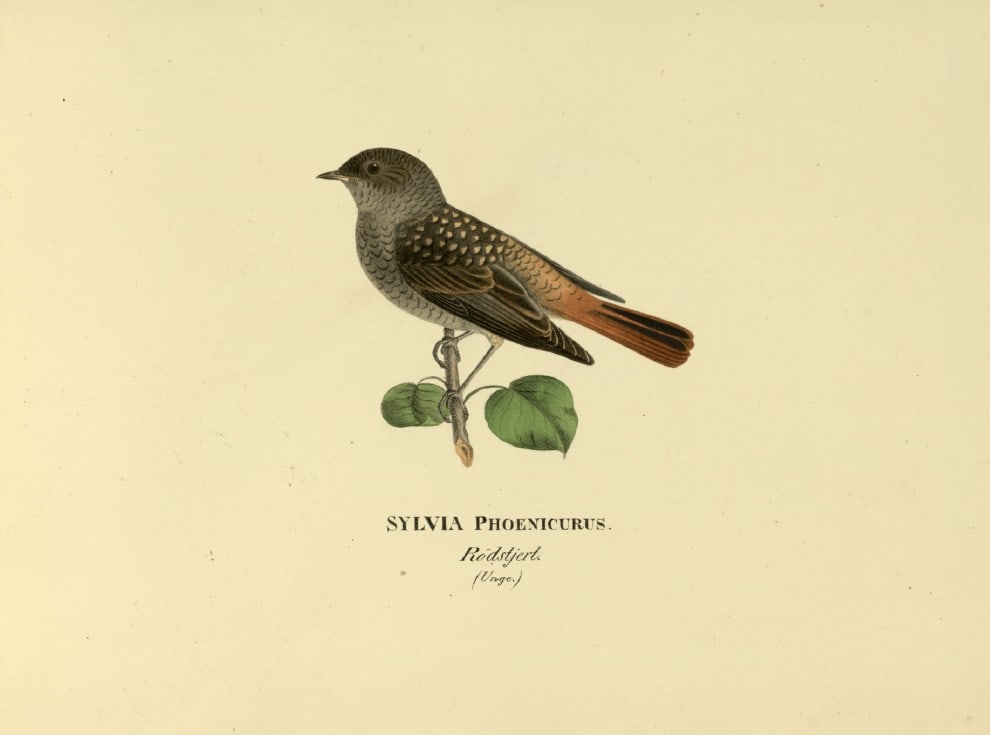 M. von Wright - Folio lithograph of young Redstart 1924: This hand-coloured lithograph is from Svenska f?glar efter naturen och p? sten ritade (Swedish birds after nature and drawn on stone) by Magnus, Wilhelm and Ferdinand von Wright. Published by Stockhol
