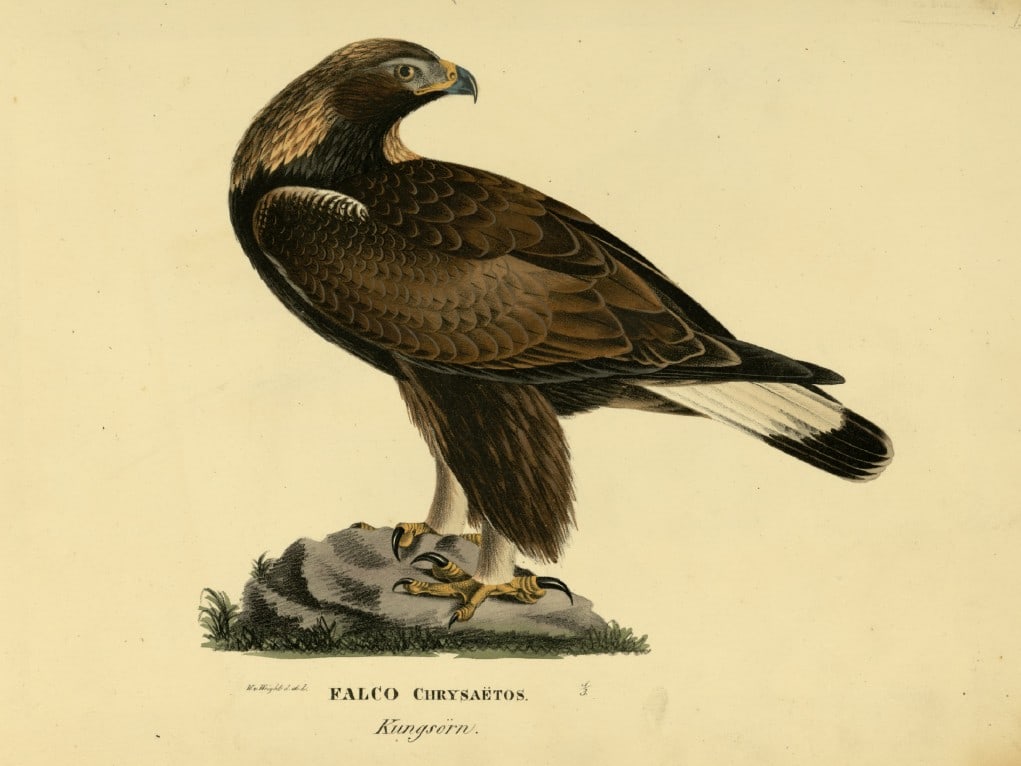 M. von Wright - Folio lithograph of Golden Eagle 1924: This hand-coloured lithograph is from Svenska f?glar efter naturen och p? sten ritade (Swedish birds after nature and drawn on stone) by Magnus, Wilhelm and Ferdinand von Wright. Published by Stockhol