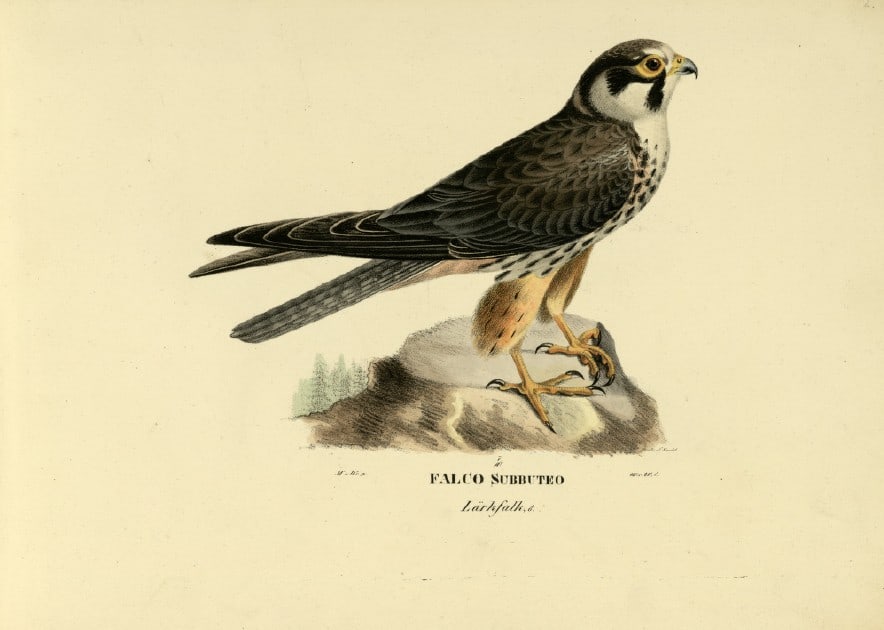 M. von Wright - Folio lithograph of Hobby 1924: This hand-coloured lithograph is from Svenska f?glar efter naturen och p? sten ritade (Swedish birds after nature and drawn on stone) by Magnus, Wilhelm and Ferdinand von Wright. Published by Stockhol