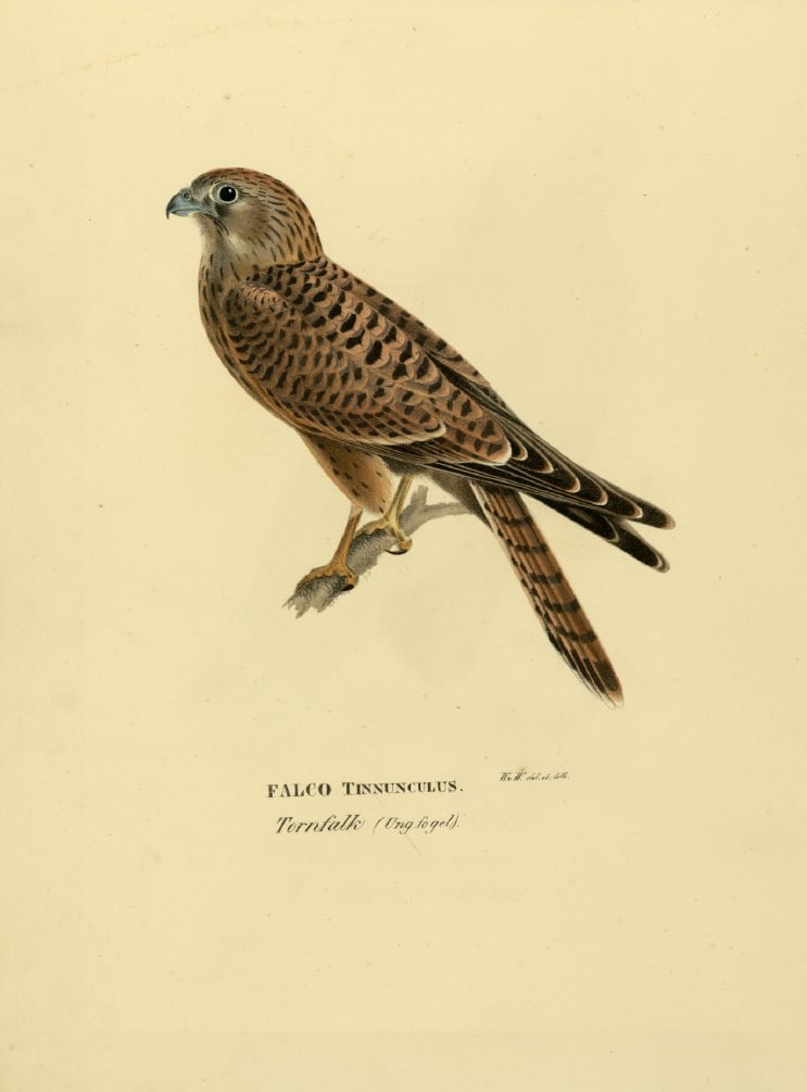 M. von Wright - Folio lithograph of female Kestrel 1924: This hand-coloured lithograph is from Svenska f?glar efter naturen och p? sten ritade (Swedish birds after nature and drawn on stone) by Magnus, Wilhelm and Ferdinand von Wright. Published by Stockhol