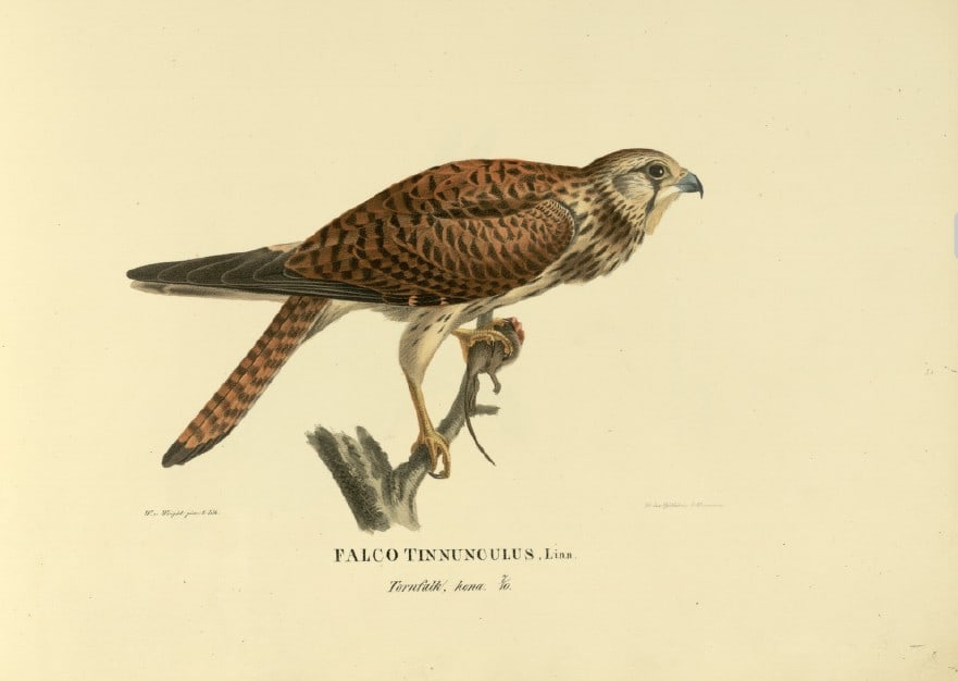 M. von Wright - Folio lithograph of young Kestrel 1924: This hand-coloured lithograph is from Svenska f?glar efter naturen och p? sten ritade (Swedish birds after nature and drawn on stone) by Magnus, Wilhelm and Ferdinand von Wright. Published by Stockhol