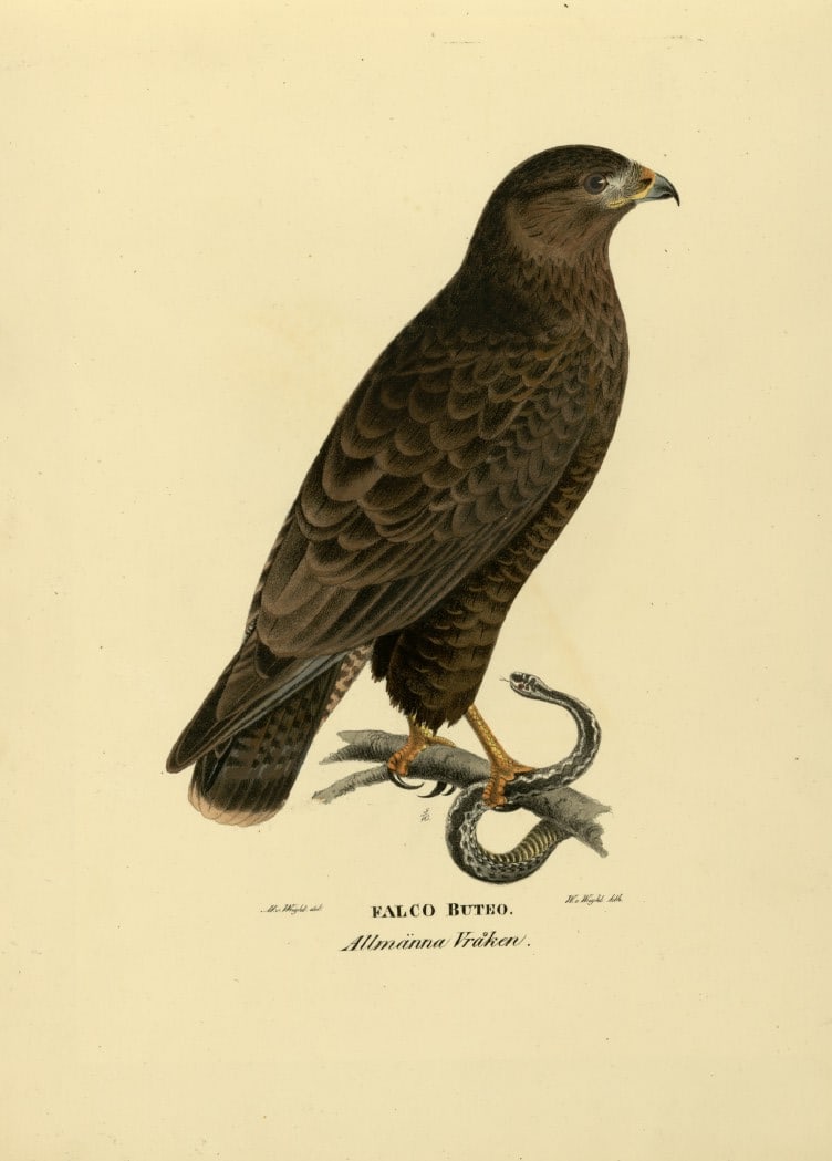 M. von Wright - Folio lithograph of Buzzard 1924: This hand-coloured lithograph is from Svenska f?glar efter naturen och p? sten ritade (Swedish birds after nature and drawn on stone) by Magnus, Wilhelm and Ferdinand von Wright. Published by Stockhol