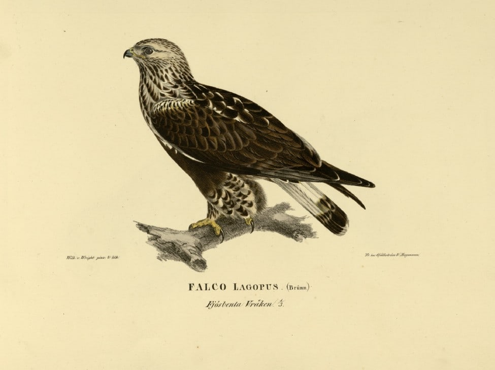 M. von Wright - Folio lithograph of Rough-legged Buzzard 1924: This hand-coloured lithograph is from Svenska f?glar efter naturen och p? sten ritade (Swedish birds after nature and drawn on stone) by Magnus, Wilhelm and Ferdinand von Wright. Published by Stockhol