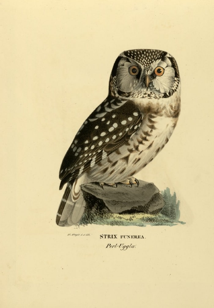 M. von Wright - Folio lithograph of Northern Hawk Owl 1924: This hand-coloured lithograph is from Svenska f?glar efter naturen och p? sten ritade (Swedish birds after nature and drawn on stone) by Magnus, Wilhelm and Ferdinand von Wright. Published by Stockhol