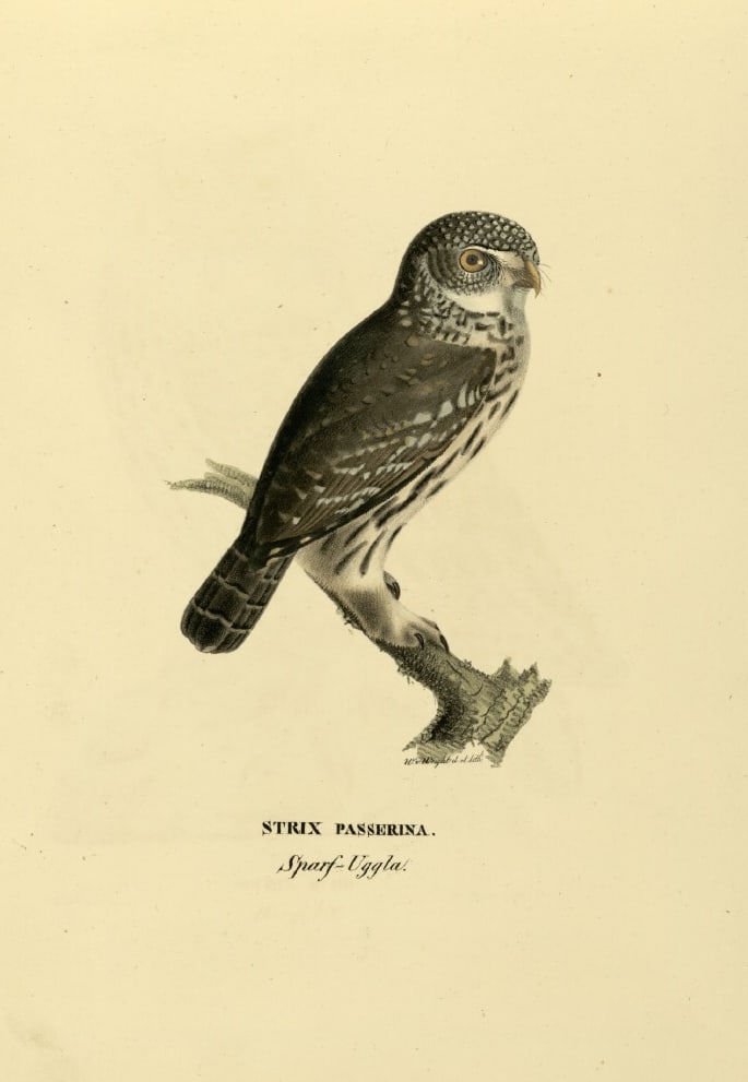 M. von Wright - Folio lithograph of Eurasian Pygmy Owl 1924: This hand-coloured lithograph is from Svenska f?glar efter naturen och p? sten ritade (Swedish birds after nature and drawn on stone) by Magnus, Wilhelm and Ferdinand von Wright. Published by Stockhol