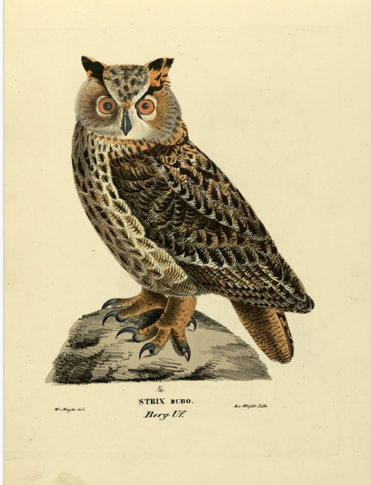 M. von Wright - Folio lithograph of Eurasian Eagle Owl 1924 (1 of 1)