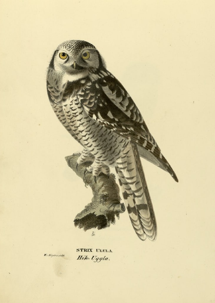 M. von Wright - Folio lithograph of Hawk Owl 1924: This hand-coloured lithograph is from Svenska f?glar efter naturen och p? sten ritade (Swedish birds after nature and drawn on stone) by Magnus, Wilhelm and Ferdinand von Wright. Published by Stockhol