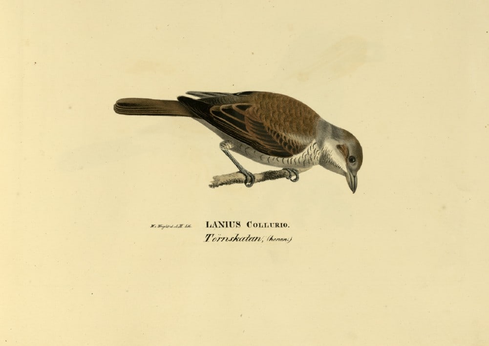 M. von Wright - Folio lithograph of female Red-backed Shrike 1924: This hand-coloured lithograph is from Svenska f?glar efter naturen och p? sten ritade (Swedish birds after nature and drawn on stone) by Magnus, Wilhelm and Ferdinand von Wright. Published by Stockhol
