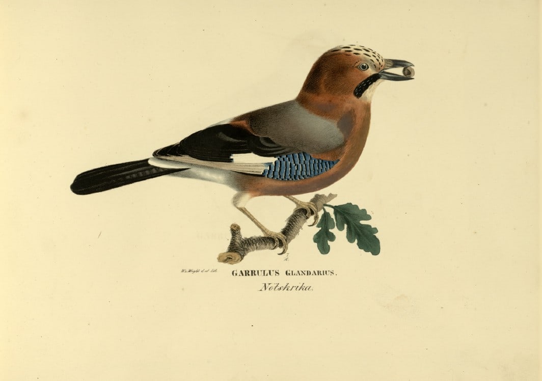 M. von Wright - Folio lithograph of Jay 1924: This hand-coloured lithograph is from Svenska f?glar efter naturen och p? sten ritade (Swedish birds after nature and drawn on stone) by Magnus, Wilhelm and Ferdinand von Wright. Published by Stockhol