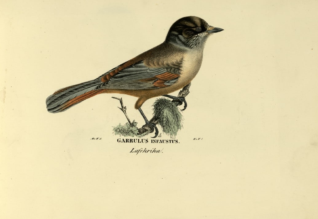 M. von Wright - Folio lithograph of Siberian Jay 1924: This hand-coloured lithograph is from Svenska f?glar efter naturen och p? sten ritade (Swedish birds after nature and drawn on stone) by Magnus, Wilhelm and Ferdinand von Wright. Published by Stockhol