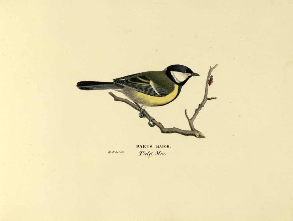 M. von Wright - Folio lithograph of Great Tit 1924: This hand-coloured lithograph is from Svenska f?glar efter naturen och p? sten ritade (Swedish birds after nature and drawn on stone) by Magnus, Wilhelm and Ferdinand von Wright. Published by Stockhol
