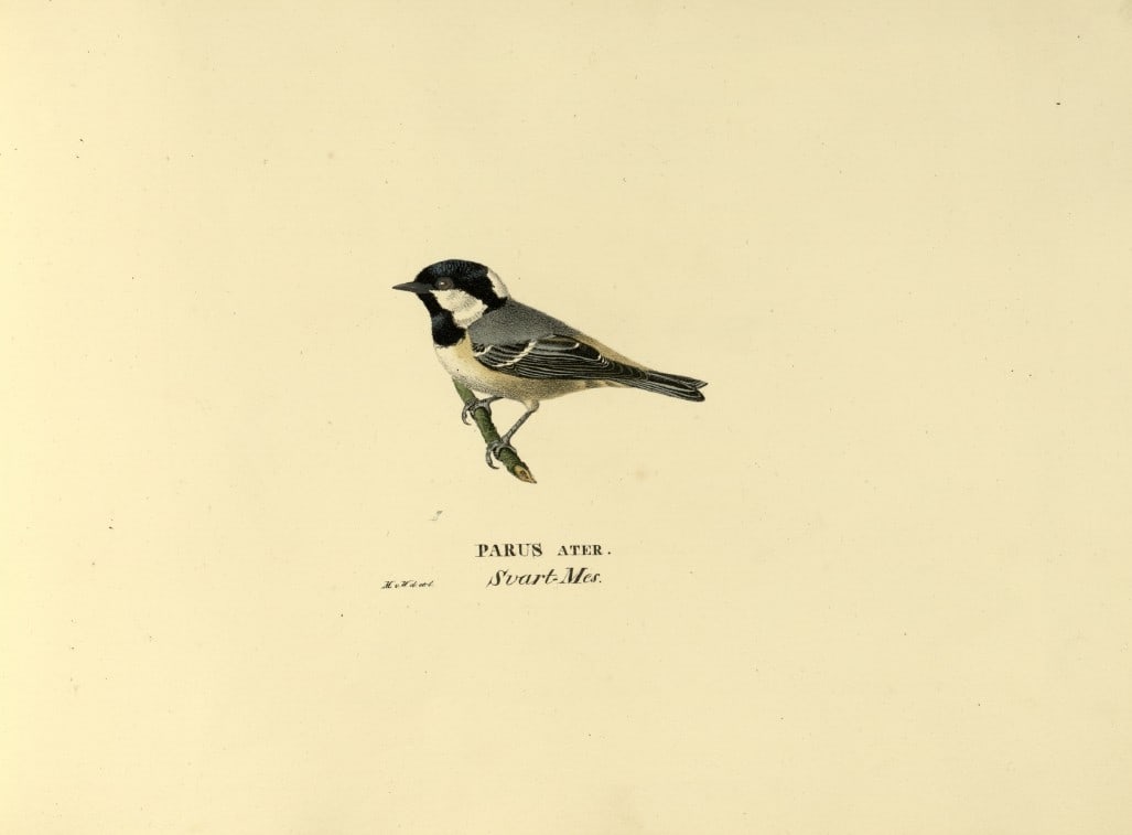 M. von Wright - Folio lithograph of Coal Tit 1924: This hand-coloured lithograph is from Svenska f?glar efter naturen och p? sten ritade (Swedish birds after nature and drawn on stone) by Magnus, Wilhelm and Ferdinand von Wright. Published by Stockhol