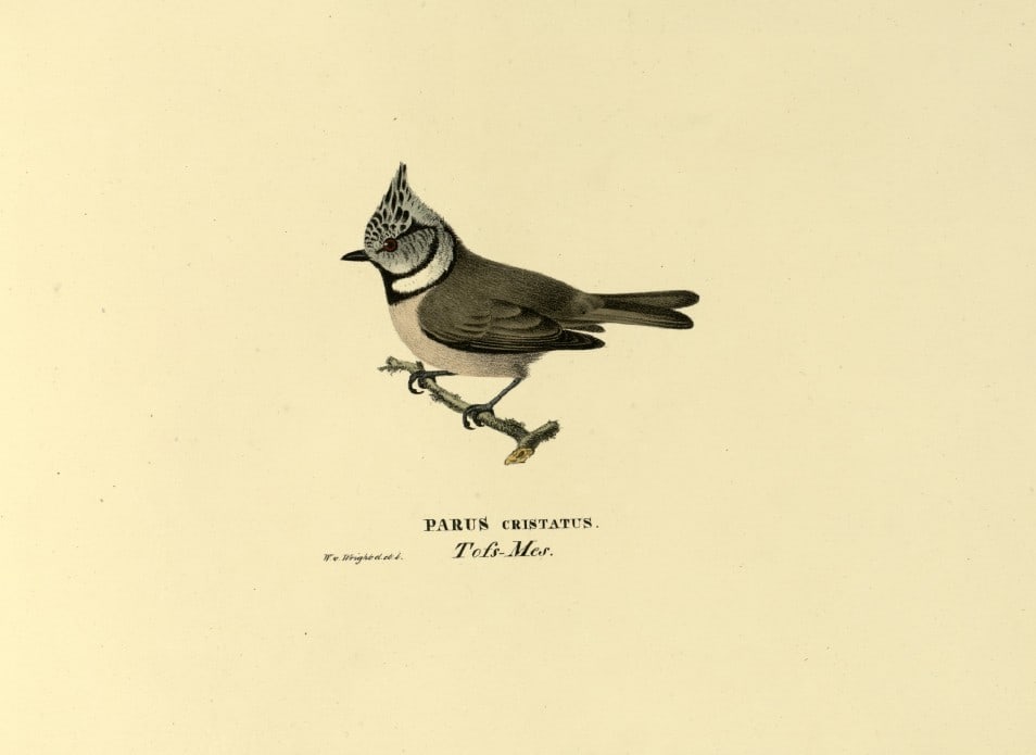 M. von Wright - Folio lithograph of Crested Tit 1924: This hand-coloured lithograph is from Svenska f?glar efter naturen och p? sten ritade (Swedish birds after nature and drawn on stone) by Magnus, Wilhelm and Ferdinand von Wright. Published by Stockhol