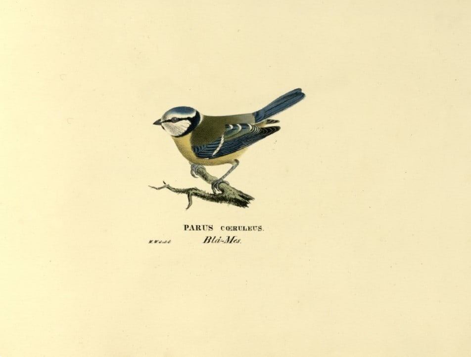 M. von Wright - Folio lithograph of Blue Tit 1924: This hand-coloured lithograph is from Svenska f?glar efter naturen och p? sten ritade (Swedish birds after nature and drawn on stone) by Magnus, Wilhelm and Ferdinand von Wright. Published by Stockhol