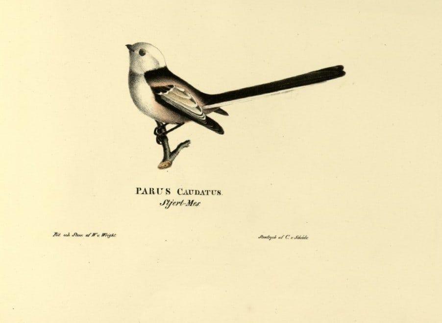 M. von Wright - Folio lithograph of Long-tailed Tit 1924: This hand-coloured lithograph is from Svenska f?glar efter naturen och p? sten ritade (Swedish birds after nature and drawn on stone) by Magnus, Wilhelm and Ferdinand von Wright. Published by Stockhol