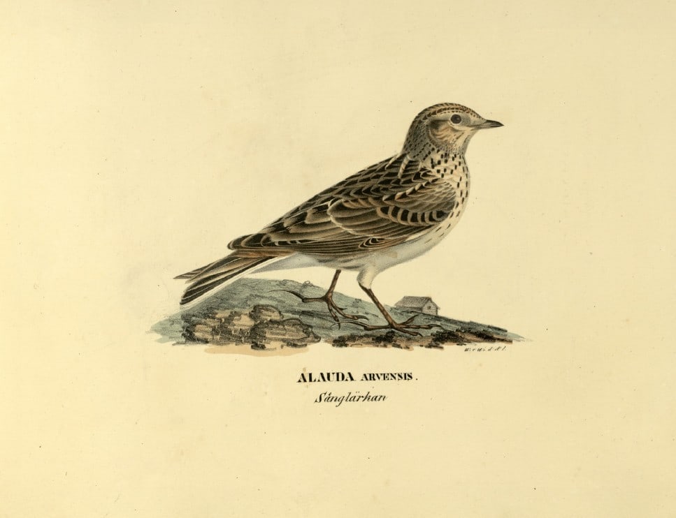M. von Wright - Folio lithograph of Skylark 1924: This hand-coloured lithograph is from Svenska f?glar efter naturen och p? sten ritade (Swedish birds after nature and drawn on stone) by Magnus, Wilhelm and Ferdinand von Wright. Published by Stockhol