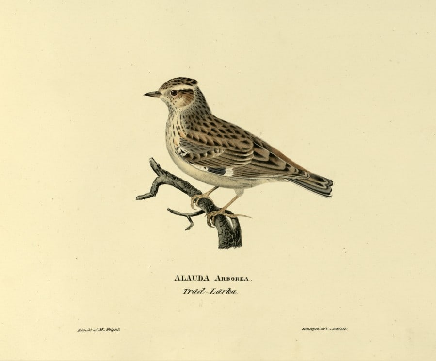 M. von Wright - Folio lithograph of Wood Lark 1924: This hand-coloured lithograph is from Svenska f?glar efter naturen och p? sten ritade (Swedish birds after nature and drawn on stone) by Magnus, Wilhelm and Ferdinand von Wright. Published by Stockhol