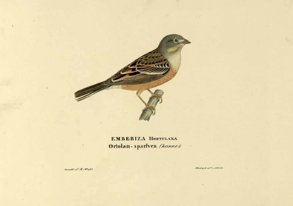 M. von Wright - Folio lithograph of Ortolan Bunting 1924: This hand-coloured lithograph is from Svenska f?glar efter naturen och p? sten ritade (Swedish birds after nature and drawn on stone) by Magnus, Wilhelm and Ferdinand von Wright. Published by Stockhol