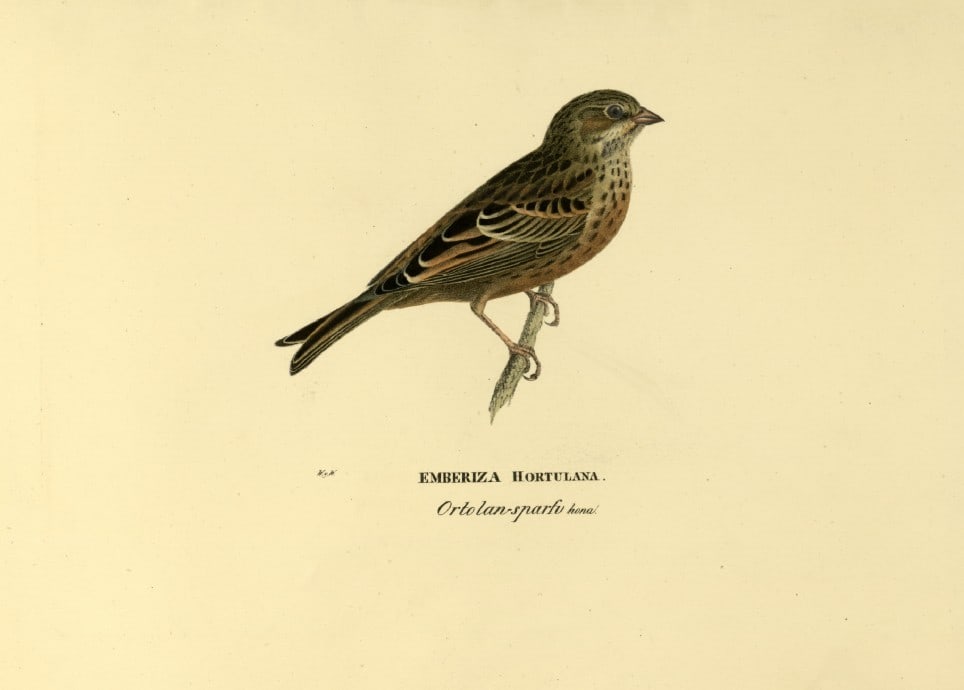 M. von Wright - Folio lithograph of Ortolan Bunting 1924: This hand-coloured lithograph is from Svenska f?glar efter naturen och p? sten ritade (Swedish birds after nature and drawn on stone) by Magnus, Wilhelm and Ferdinand von Wright. Published by Stockhol