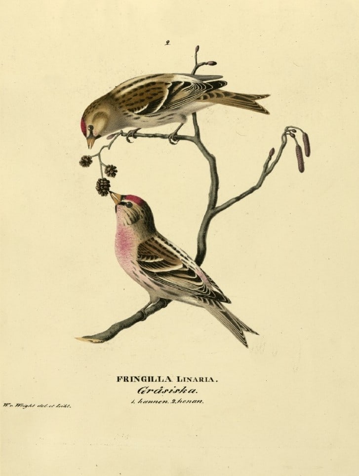 M. von Wright - Folio lithograph of Linnet 1924: This hand-coloured lithograph is from Svenska f?glar efter naturen och p? sten ritade (Swedish birds after nature and drawn on stone) by Magnus, Wilhelm and Ferdinand von Wright. Published by Stockhol