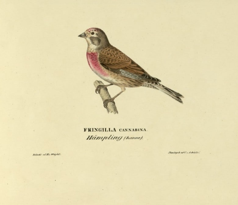 M. von Wright - Folio lithograph of Common Linnet 1924: This hand-coloured lithograph is from Svenska f?glar efter naturen och p? sten ritade (Swedish birds after nature and drawn on stone) by Magnus, Wilhelm and Ferdinand von Wright. Published by Stockhol