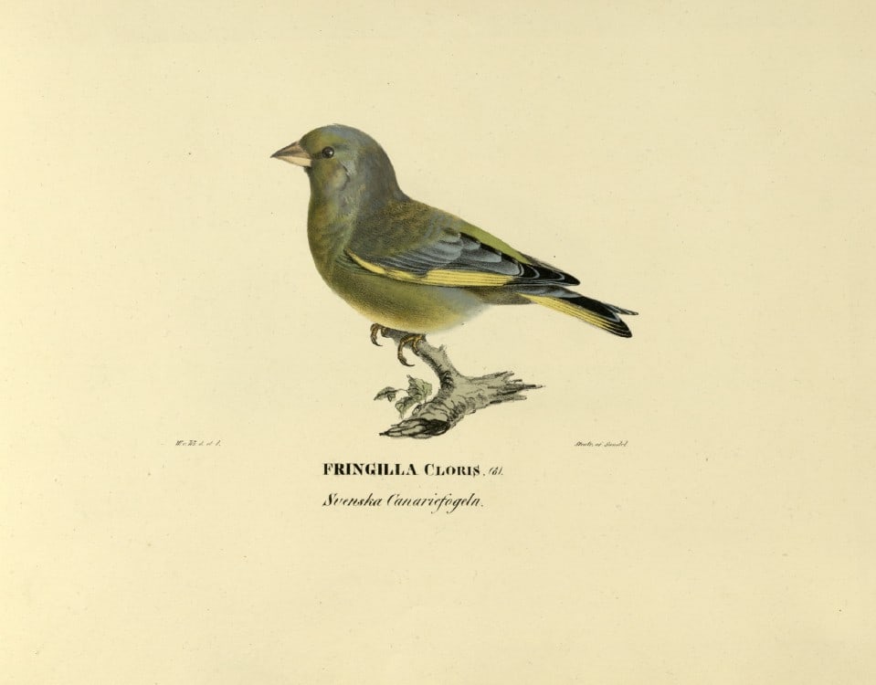 M. von Wright - Folio lithograph of Greenfinch 1924: This hand-coloured lithograph is from Svenska f?glar efter naturen och p? sten ritade (Swedish birds after nature and drawn on stone) by Magnus, Wilhelm and Ferdinand von Wright. Published by Stockhol