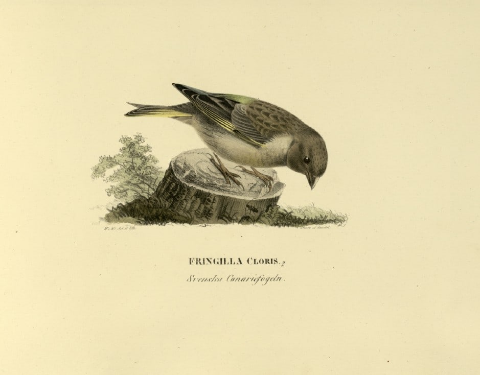 M. von Wright - Folio lithograph of Greenfinch 1924: This hand-coloured lithograph is from Svenska f?glar efter naturen och p? sten ritade (Swedish birds after nature and drawn on stone) by Magnus, Wilhelm and Ferdinand von Wright. Published by Stockhol