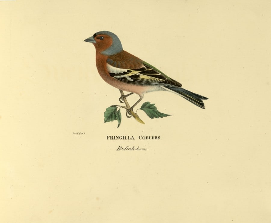 M. von Wright - Folio lithograph of Chaffinch 1924: This hand-coloured lithograph is from Svenska f?glar efter naturen och p? sten ritade (Swedish birds after nature and drawn on stone) by Magnus, Wilhelm and Ferdinand von Wright. Published by Stockhol
