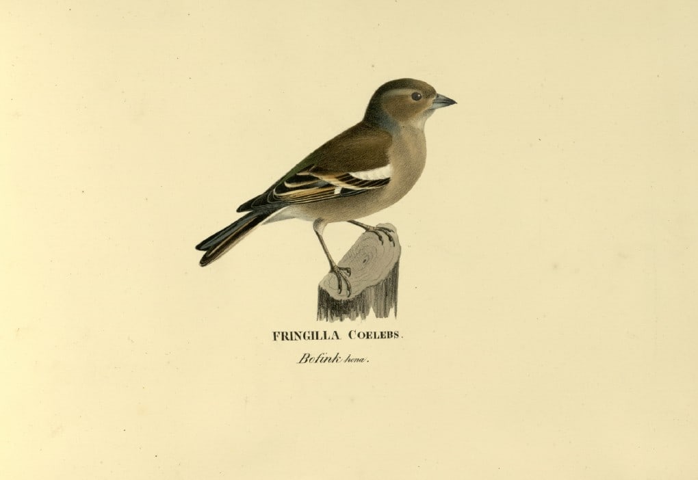 M. von Wright - Folio lithograph of Chaffinch 1924: This hand-coloured lithograph is from Svenska f?glar efter naturen och p? sten ritade (Swedish birds after nature and drawn on stone) by Magnus, Wilhelm and Ferdinand von Wright. Published by Stockhol