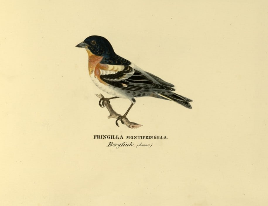 M. von Wright - Folio lithograph of Bramble Finch 1924: This hand-coloured lithograph is from Svenska f?glar efter naturen och p? sten ritade (Swedish birds after nature and drawn on stone) by Magnus, Wilhelm and Ferdinand von Wright. Published by Stockhol