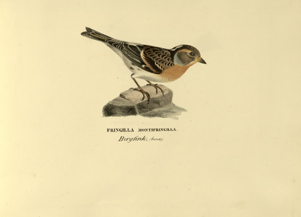 M. von Wright - Folio lithograph of Bramble Finch 1924: This hand-coloured lithograph is from Svenska f?glar efter naturen och p? sten ritade (Swedish birds after nature and drawn on stone) by Magnus, Wilhelm and Ferdinand von Wright. Published by Stockhol