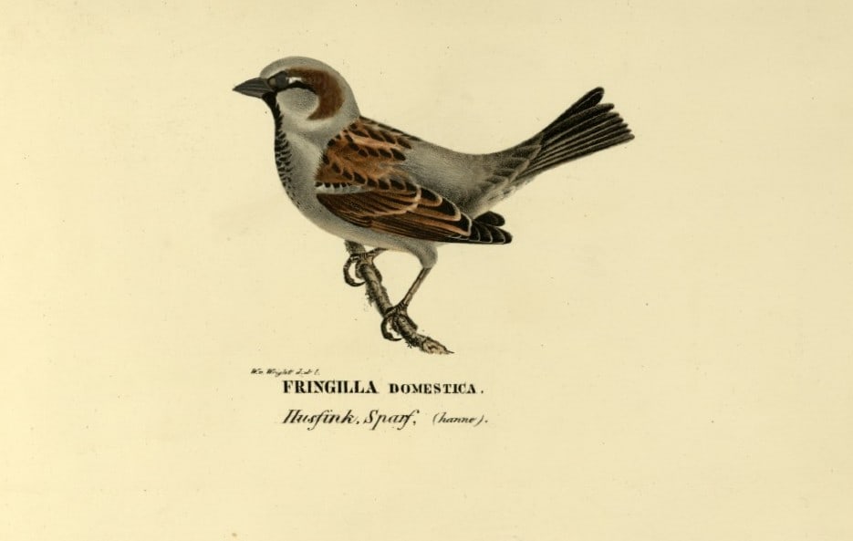 M. von Wright - Folio lithograph of House Sparrow 1924: This hand-coloured lithograph is from Svenska f?glar efter naturen och p? sten ritade (Swedish birds after nature and drawn on stone) by Magnus, Wilhelm and Ferdinand von Wright. Published by Stockhol