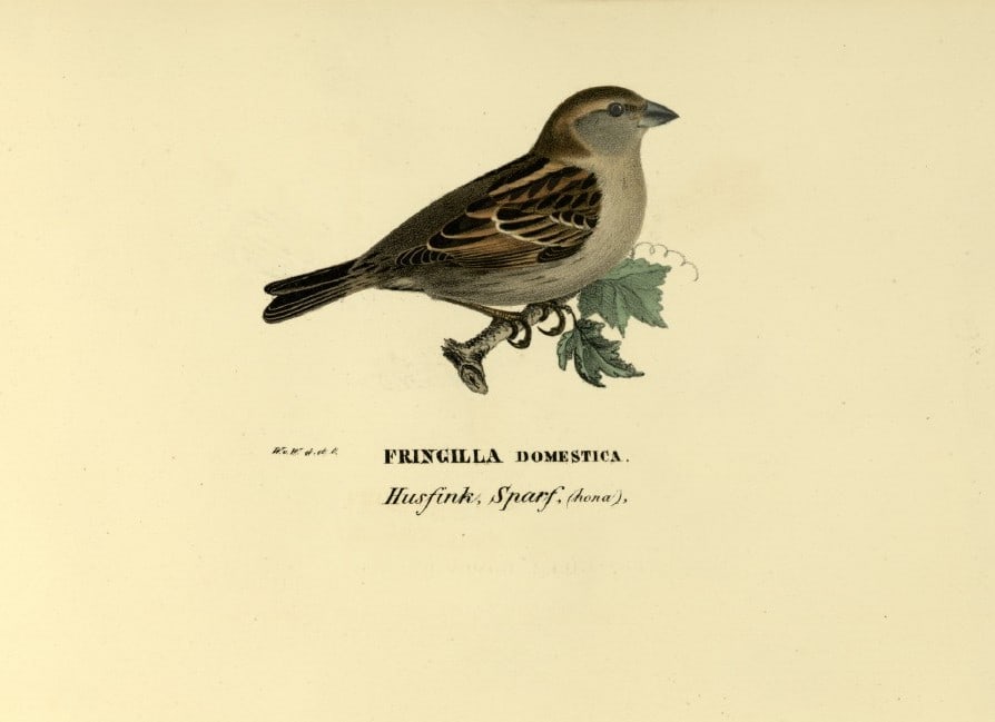 M. von Wright - Folio lithograph of House Sparrow 1924: This hand-coloured lithograph is from Svenska f?glar efter naturen och p? sten ritade (Swedish birds after nature and drawn on stone) by Magnus, Wilhelm and Ferdinand von Wright. Published by Stockhol