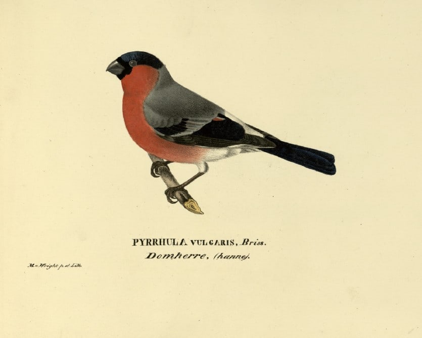M. von Wright - Folio lithograph of Bullfinch 1924: This hand-coloured lithograph is from Svenska f?glar efter naturen och p? sten ritade (Swedish birds after nature and drawn on stone) by Magnus, Wilhelm and Ferdinand von Wright. Published by Stockhol