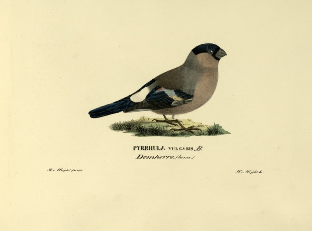 M. von Wright - Folio lithograph of Bullfinch 1924: This hand-coloured lithograph is from Svenska f?glar efter naturen och p? sten ritade (Swedish birds after nature and drawn on stone) by Magnus, Wilhelm and Ferdinand von Wright. Published by Stockhol