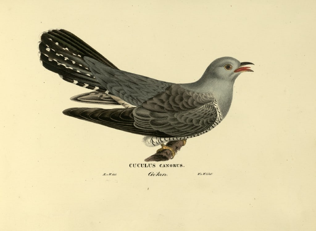 M. von Wright - Folio lithograph of Cuckoo 1924 (1 of 1)