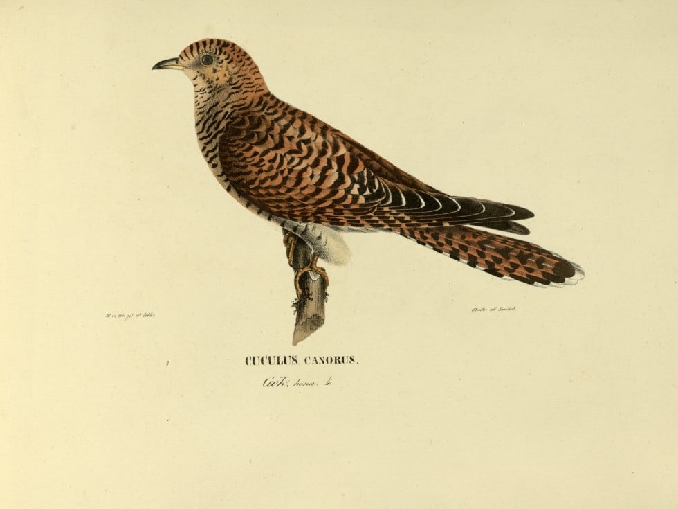 M. von Wright - Folio lithograph of Cuckoo 1924 (1 of 1)