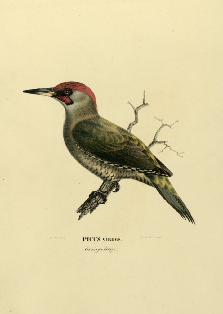 M. von Wright - Folio lithograph of Green Woodpecker 1924 (1 of 1)