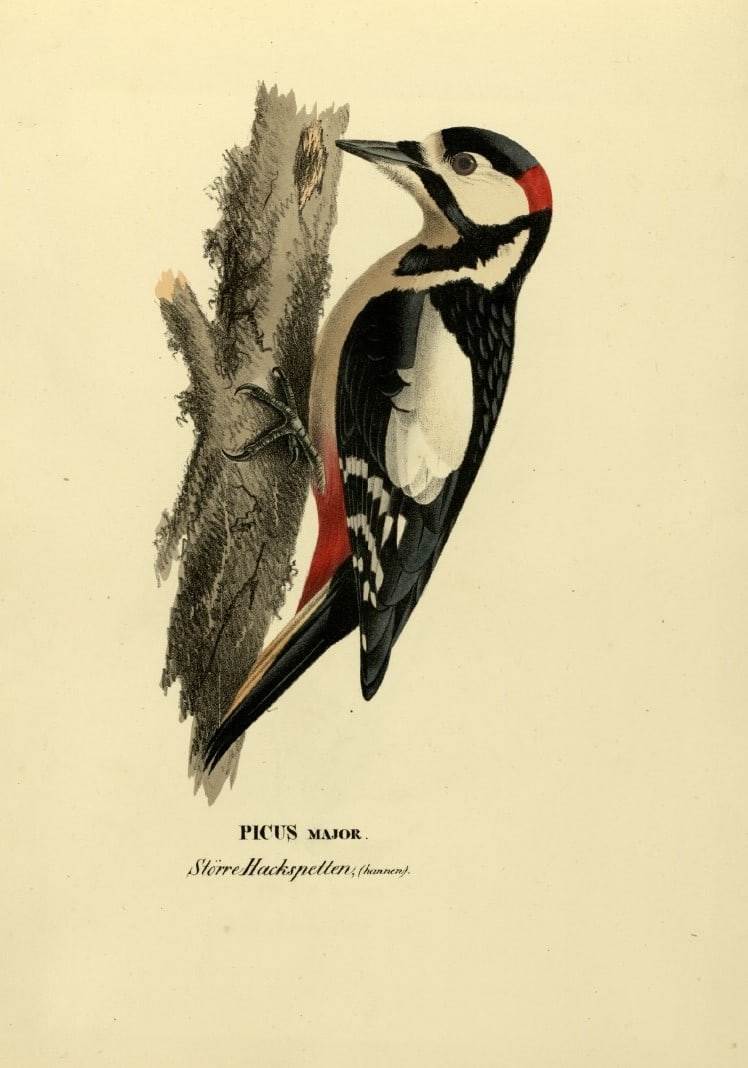 M. von Wright - Folio lithograph of Great Spotted Woodpecker 1924: This hand-coloured lithograph is from Svenska f?glar efter naturen och p? sten ritade (Swedish birds after nature and drawn on stone) by Magnus, Wilhelm and Ferdinand von Wright. Published by Stockhol