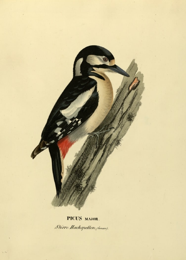 M. von Wright - Folio lithograph of Great Spotted Woodpecker 1924 (1 of 1)