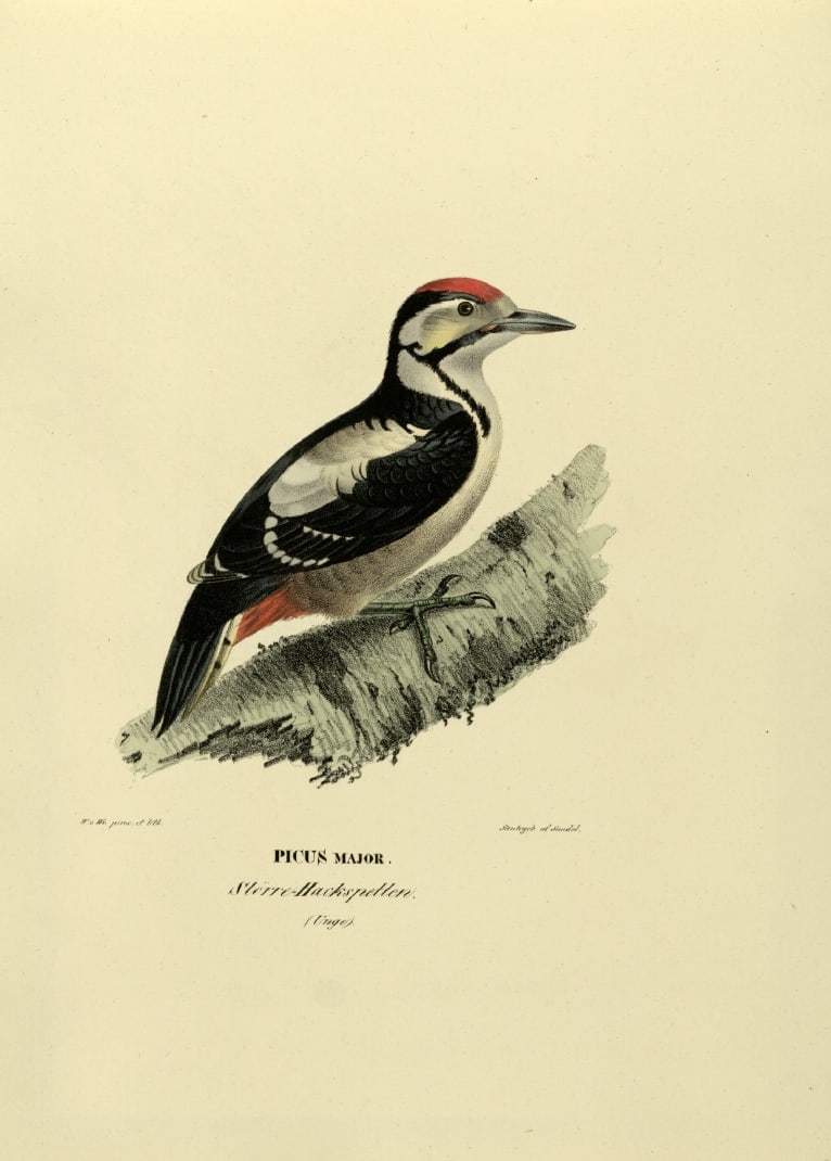 M. von Wright - Folio lithograph of Great Spotted Woodpecker 1924 (1 of 1)