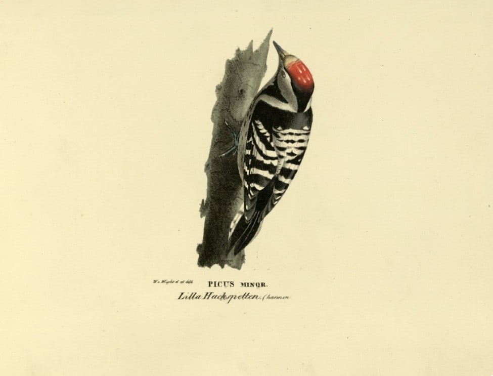 M. von Wright - Folio lithograph of Lesser Spotted Woodpecker 1924 (1 of 1)