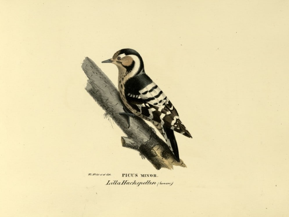 M. von Wright - Folio lithograph of Lesser Spotted Woodpecker 1924 (1 of 1)