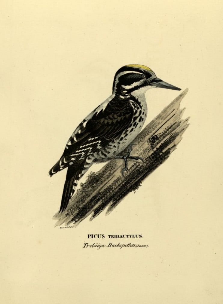 M. von Wright - Folio lithograph of Three-toed Woodpecker 1924: This hand-coloured lithograph is from Svenska f?glar efter naturen och p? sten ritade (Swedish birds after nature and drawn on stone) by Magnus, Wilhelm and Ferdinand von Wright. Published by Stockhol