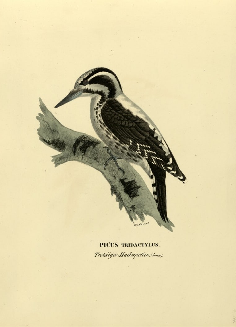 M. von Wright - Folio lithograph of Three-toed Woodpecker 1924: This hand-coloured lithograph is from Svenska f?glar efter naturen och p? sten ritade (Swedish birds after nature and drawn on stone) by Magnus, Wilhelm and Ferdinand von Wright. Published by Stockhol